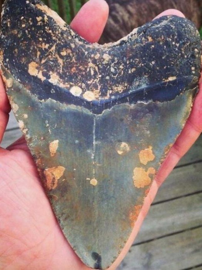 Benda-benda Mengejutkan yang Ditemukan di Pantai dan Laut