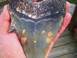 Foto Benda yang Ditemukan di Laut dan Pantai Bikin Melotot