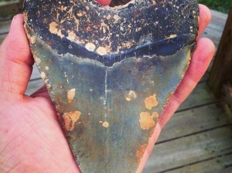 Benda-benda Mengejutkan yang Ditemukan di Pantai dan Laut