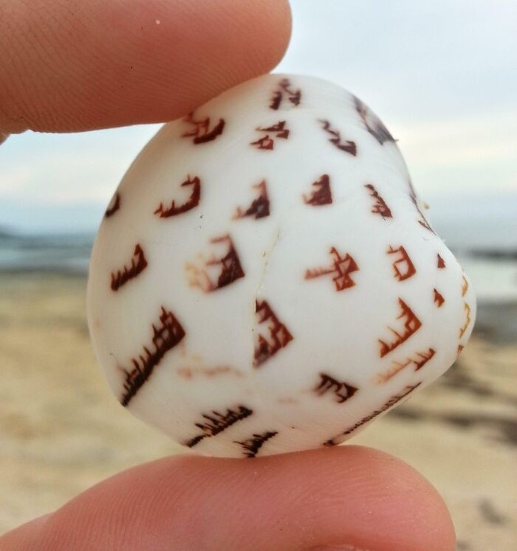 Benda Laut
