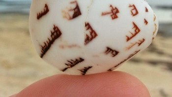 Ini kerang, tapi motifnya adalah seperti bahasa kuno. Foto: Boredpanda