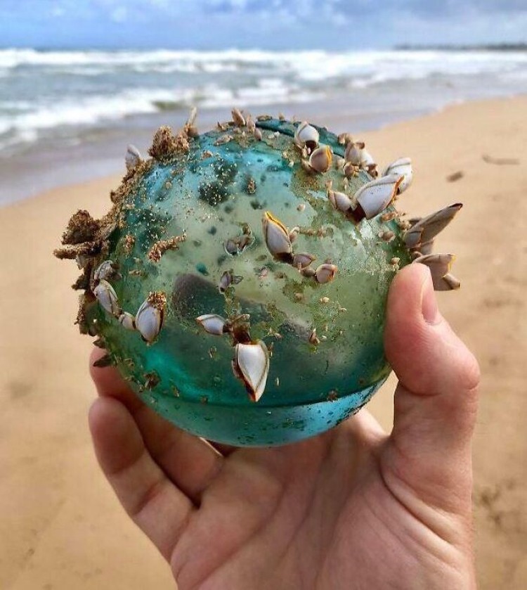 Benda Laut