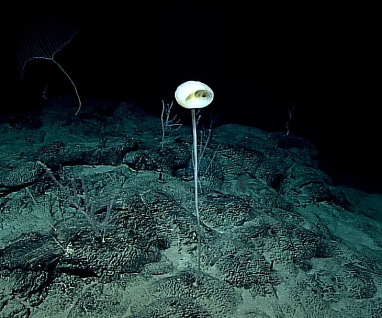 Benda Laut