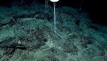 Spesies Baru (Porifera) Dari Atlantik Selatan dan Pasifik Utara Foto: Boredpanda