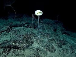 Foto Benda yang Ditemukan di Laut dan Pantai Bikin Melotot
