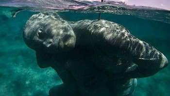 Bikin kaget! Ini adalah Ocean Atlas patung bawah laut terbesar di dunia yang terletak di Bahama. Foto: Boredpanda