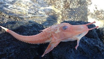 Satyrichthys welchi, spesies ikan yang bertampang aneh ditemukan di pantai. Foto: Boredpanda