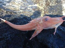 Foto Benda yang Ditemukan di Laut dan Pantai Bikin Melotot