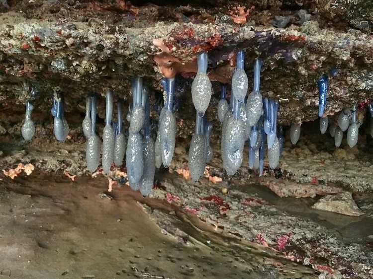 Benda Laut