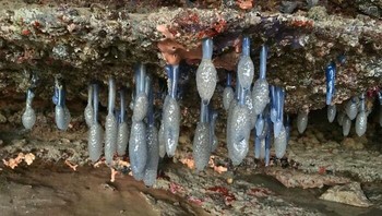 Sigillina cyanea, spesies aneh seperti cacing yang panjangnya 15 cm. Foto: Boredpanda