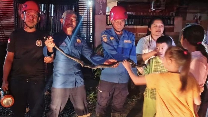 Damkar Parepare mengevakuasi ular jenis Black Boiga masuk permukiman.