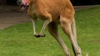Kanguru berkepala anjing? Foto: Reddit riceisright56 via BrightSide