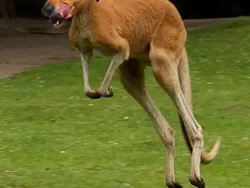 Orang-orang dengan Kemampuan Edit Foto Nyeleneh, Begini Hasilnya