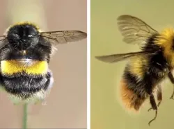 Orang-orang dengan Kemampuan Edit Foto Nyeleneh, Begini Hasilnya