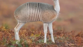 Jadi ini hewan armadilo atau rusa? Foto: Reddit DeJMan via BrightSide