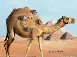 Orang-orang dengan Kemampuan Edit Foto Nyeleneh, Begini Hasilnya