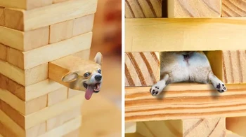 Pengeditnya iseng aja tempel muka anjingnya ke benda random. Foto: Reddit animalsinthings via BrightSide