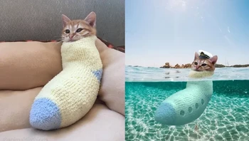 Kucingnya jadi kapal selam sekaligus kapten kapal. Foto: Reddit animalsinthings via BrightSide