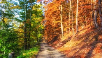 Hutan musim gugur yang berangsur menguning, tampak berbeda di kiri dan kanan. Foto: via BrightSide