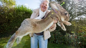 Darius, kelinci terbesar di dunia. Foto: via BrightSide