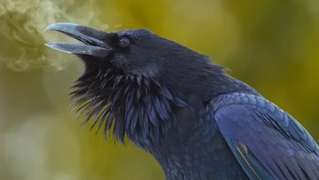 Napas gagak di suhu dingin. Foto: via BrightSide