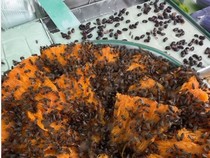 Gerobak Kue Dikerumuni Lebah hingga Viral Beras Korea di Jepang