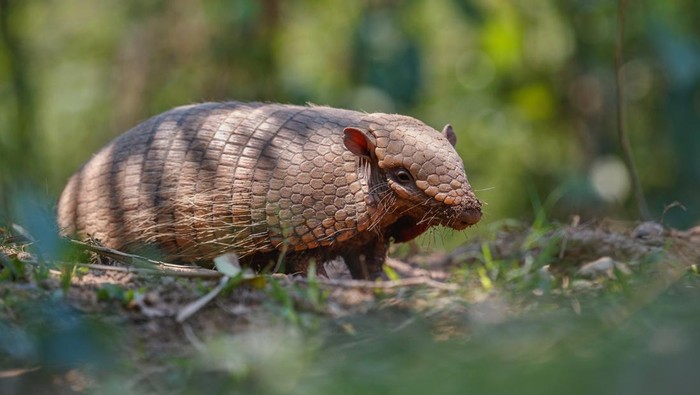 Ilustrasi armadillo