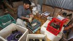 Intip Penangkaran Kepiting Bakau untuk Ekspor di Aceh