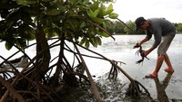 Pekerja penangkaran menangkap kepiting bakau (Scylla) di Ulee Pata, Banda Aceh, Aceh, Senin (28/4/2025).