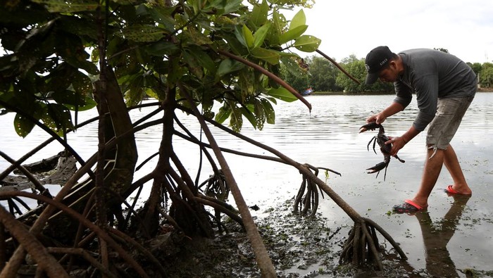 Pekerja penangkaran memilah dan menyortir kondisi fisik kepiting bakau (Scylla) untuk ekspor di Ulee Pata, Banda Aceh, Aceh, Senin (28/4/2025). Kepiting bakau hasil penangkaran dan tangkapan nelayan yang telah lolos sortir di ekspor ke Singapura dengan harga Rp250.000 - Rp500.000 per kilogram sesuai ukuran dan kualitas. ANTARA FOTO / Irwansyah Putra/nz.