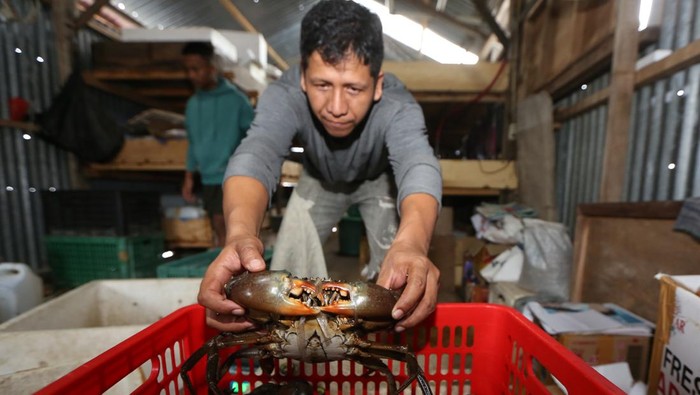 Intip Penangkaran Kepiting Bakau untuk Ekspor di Aceh Pekerja penangkaran memilah dan menyortir kondisi fisik kepiting bakau (Scylla) untuk ekspor di Ulee Pata, Banda Aceh, Aceh, Senin (28/4/2025). Kepiting bakau hasil penangkaran dan tangkapan nelayan yang telah lolos sortir di ekspor ke Singapura dengan harga Rp250.000 - Rp500.000 per kilogram sesuai ukuran dan kualitas. ANTARA FOTO / Irwansyah Putra/nz.