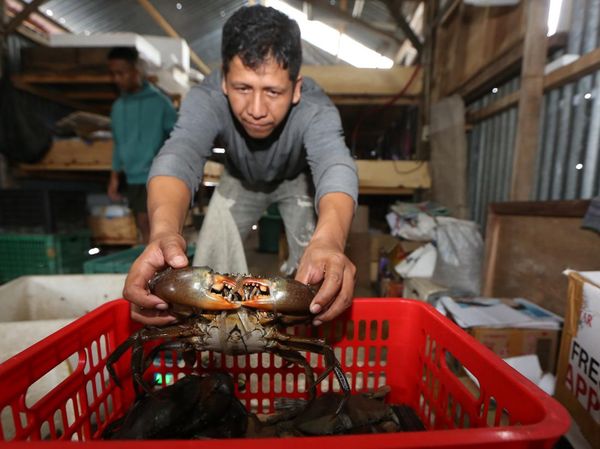 Intip Penangkaran Kepiting Bakau untuk Ekspor di Aceh