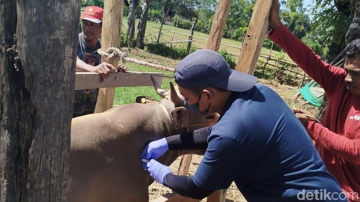 Kabid Kesmavet dan Keswan Dinas Peternakan Bone, drh Agusriady saat melakukan vaksinasi terhadap sapi ternak.