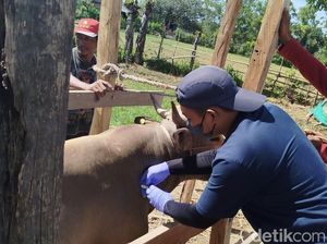 17.534 Hewan Ternak di Sulsel Terjangkit PMK, 6.892 Ekor Sembuh-35 Mati