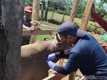 3.025 Sapi di Bone Terjangkit PMK, Penularan Dipicu Lalu Lintas Ternak Tinggi