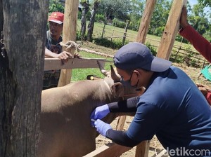 3.025 Sapi di Bone Terjangkit PMK, Penularan Dipicu Lalu Lintas Ternak Tinggi