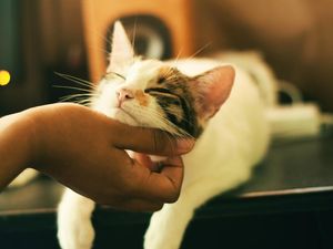 Studi: Kucing Bisa Bedakan Mana Babu dan Mana Orang Asing dari Bau