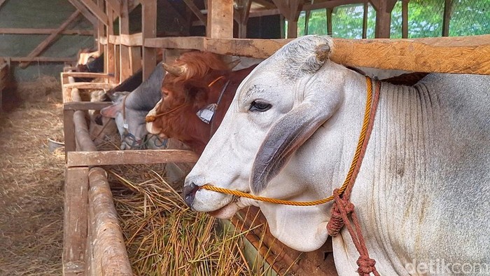 Kondisi peternakan sapi di Kabupaten Bandung