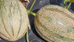 10 Melon Terbaik di Dunia Versi Taste Atlas, Tak Hanya Melon Jepang!