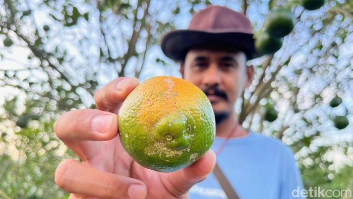 Petani jeruk di Banyuwangi yang terancam merugi gegara wabah jamur batang.