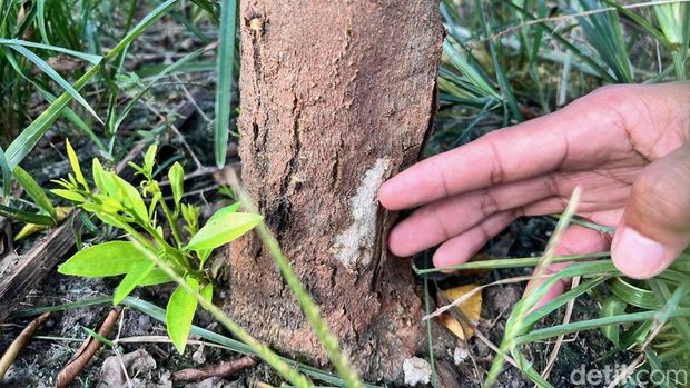 Petani jeruk di Banyuwangi yang terancam merugi gegara wabah jamur batang.