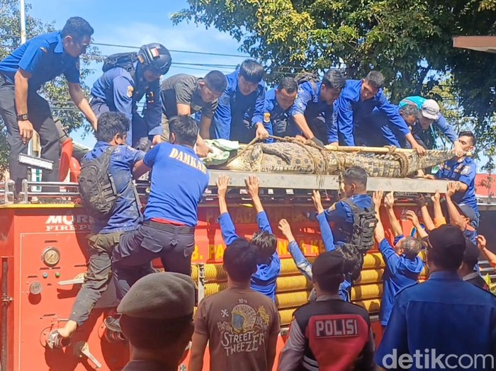 Petugas Damkar Pangkep mengevakuasi buaya 4 meter yang masuk di permukiman warga.