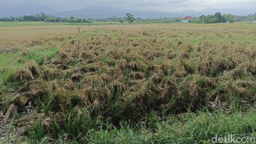 Sejumlah lahan padi di wilayah Kecamatan Jembrana, Bali, yang dibiarkan begitu saja oleh petani karena kesulitan tenaga tebas benerapa waktu lalu. (I Putu Adi Budiastrawan/detikBali).