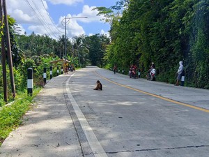 Geger Beruk Muncul di Tengah Jalan Cimerak-Legokjawa Pangandaran