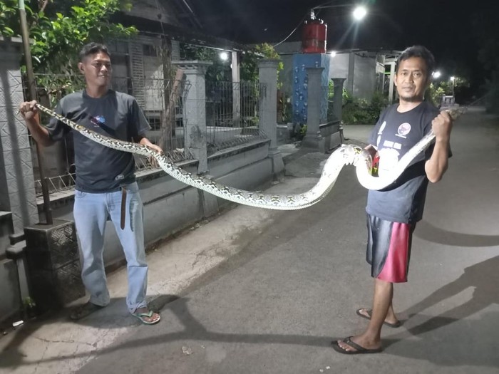 Ular piton 3,5 meter diamankan warga Desa Tulas, Kecamatan Karangdowo, Klaten, Senin (28/4/2025) malam.