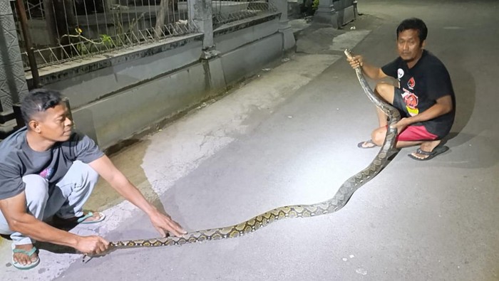 Ular piton 3,5 meter diamankan warga Desa Tulas, Kecamatan Karangdowo, Klaten, Senin (28/4/2025) malam.