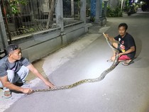 Piton 3,5 Meter Bikin Pengunjung Angkringan Bubar, Melawan Saat Dievakuasi