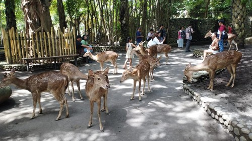 Wisatawan berinteraksi dengan rusa di Bali Zoo, Gianyar, beberapa waktu lalu.