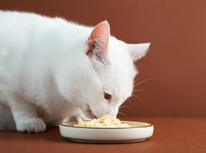 10 Makanan yang Berbahaya untuk Kucing dan Bisa Berakibat Fatal