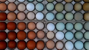 Susunan telur sesuai jenis dan tingkat kematangannya. Foto: Reddit PioneerStandard via BrightSide